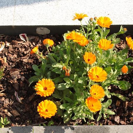 דירות קובלנץ Diamond House Deluxe 6 Koblenz מראה חיצוני תמונה