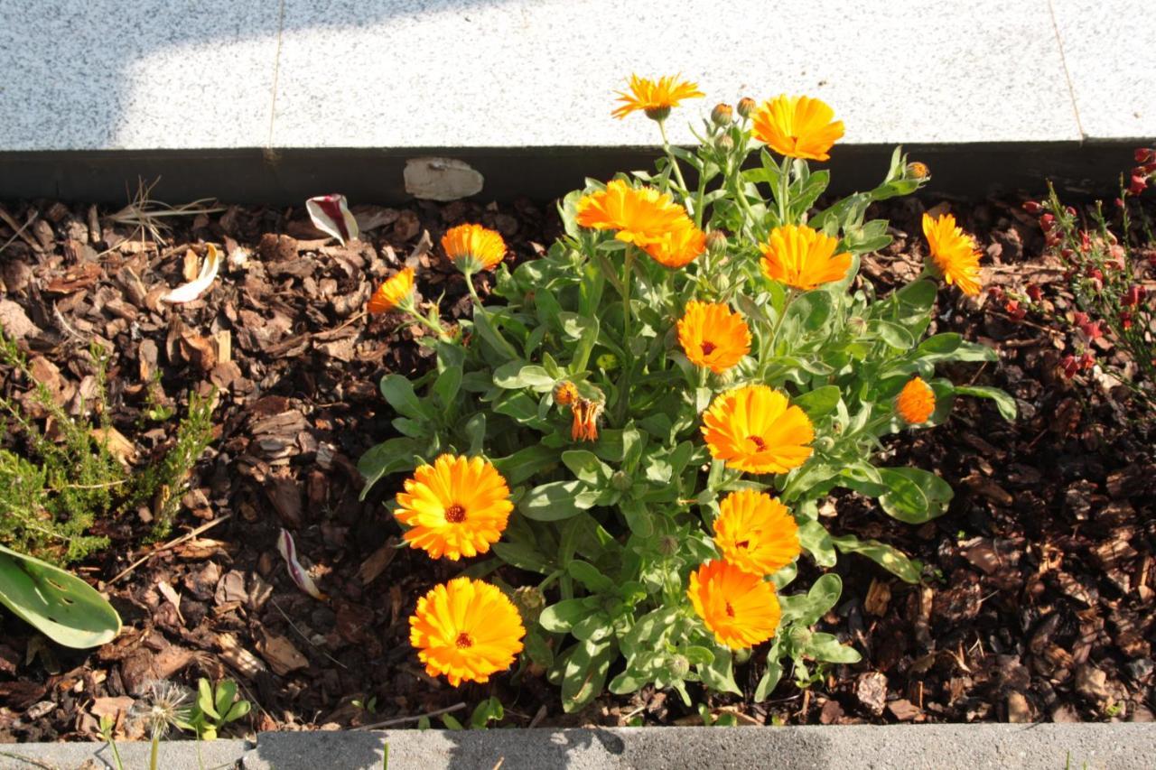 דירות קובלנץ Diamond House Deluxe 6 Koblenz מראה חיצוני תמונה